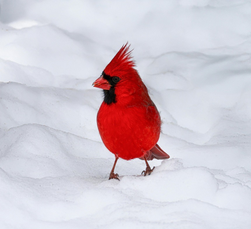 Pájaro rojo sobre la nieve